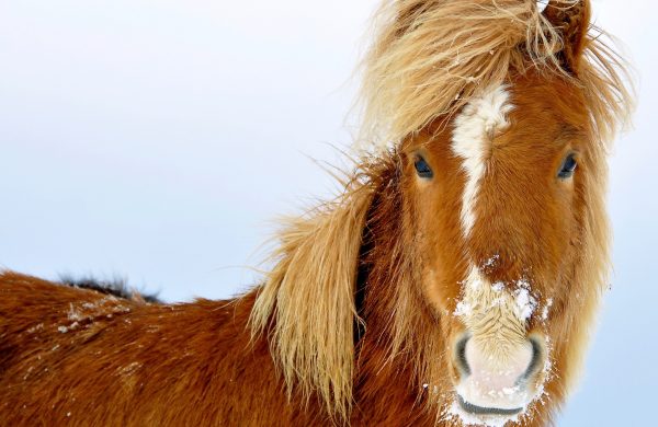 Photo d'un cheval islandais de face