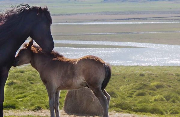 Photo de deux chevaux islande, une jument et son poulain dans la nature islandaise