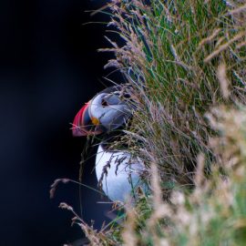 Voir les oiseaux migrateurs