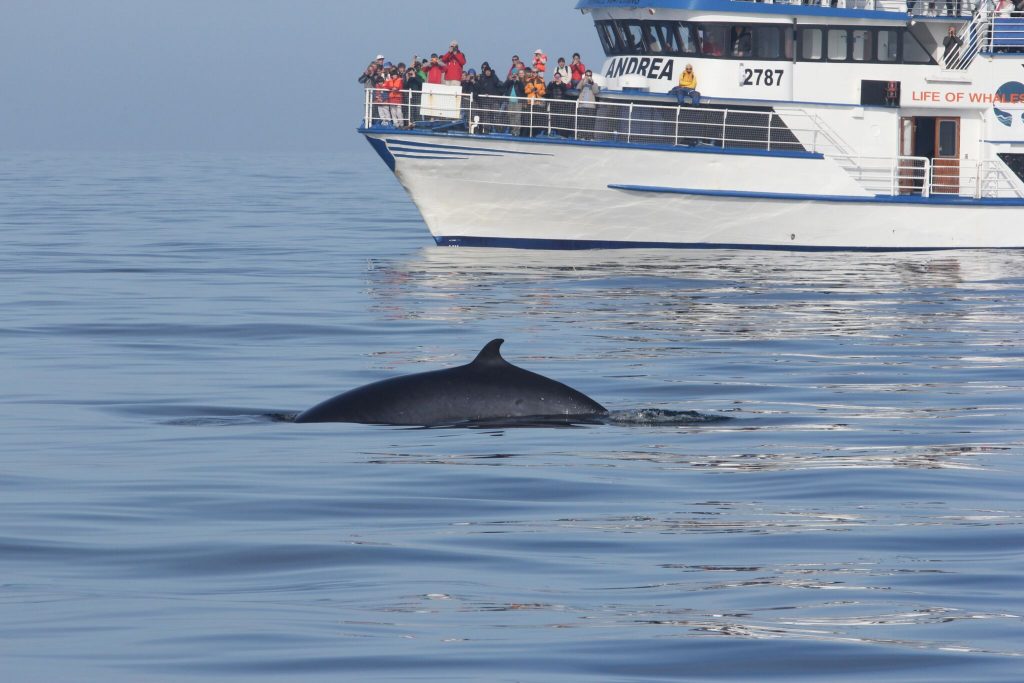 Groupe de personnes observant les baleines sur la bateau Andrea