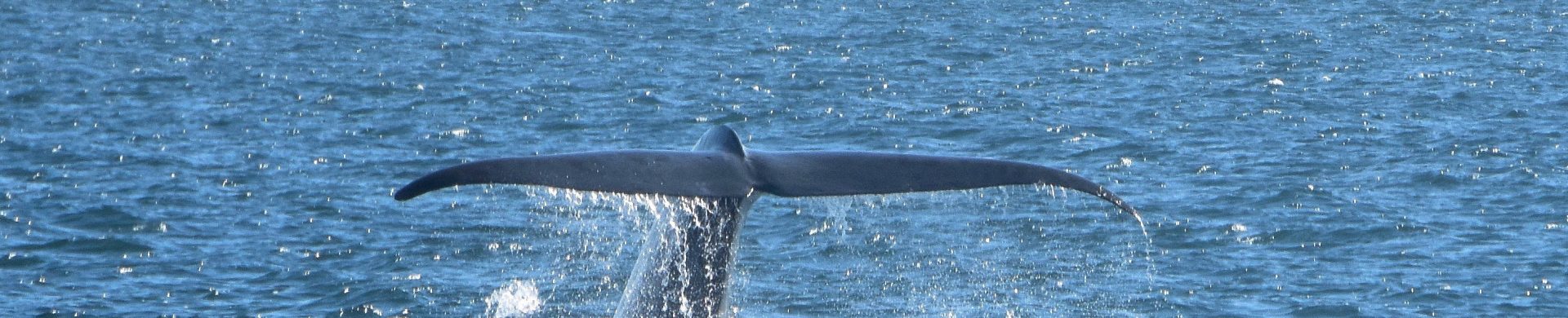 Observation d'une queue de baleine en Islande