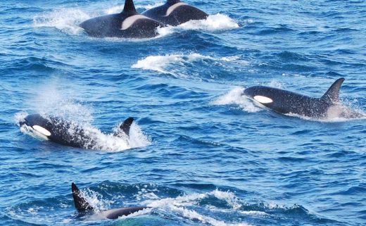 Observation d'un groupe d'orques en Islande