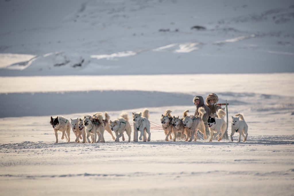 Traîneau à chiens en baie de Disko près d'Ilulissat