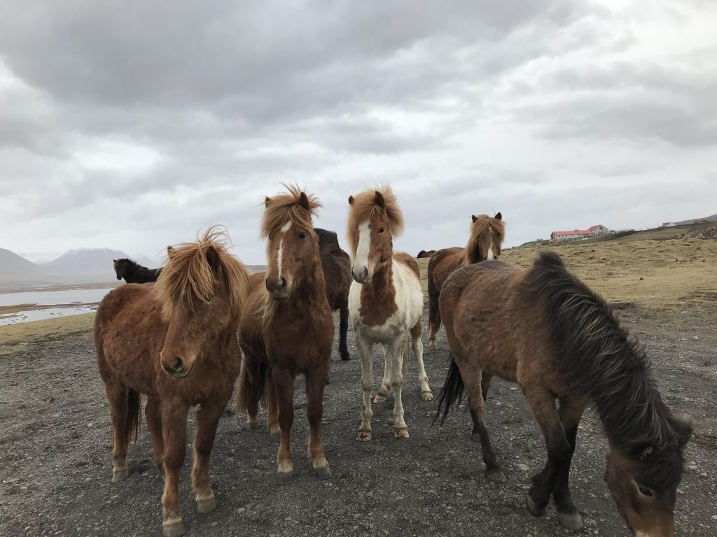 Photo d'un groupe de chevaux islandais de face