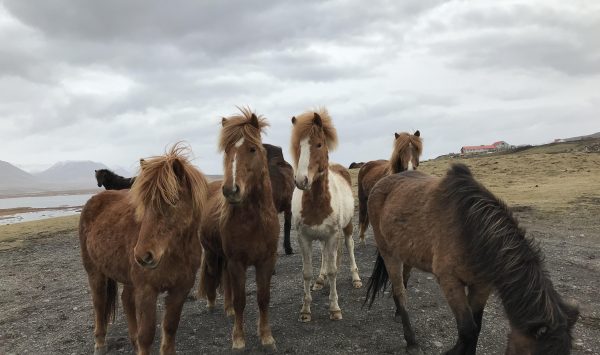 Photo d'un groupe de chevaux islandais de face