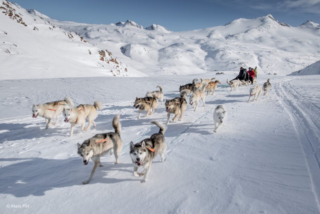 The dogs fanning out in front of the dog sled in East Greenland between Sermilik and Tasiilaq
