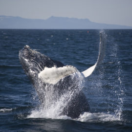 Observation d'un saut de baleine à bosse en Islande