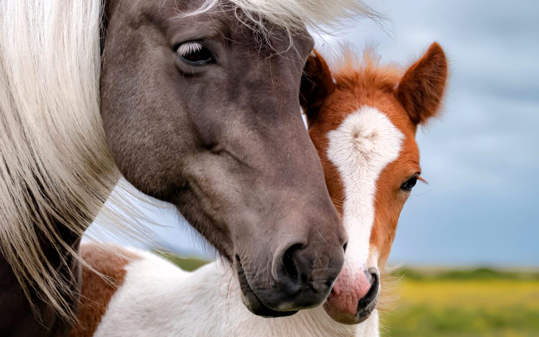Balade à cheval dans les champs de lave rouges