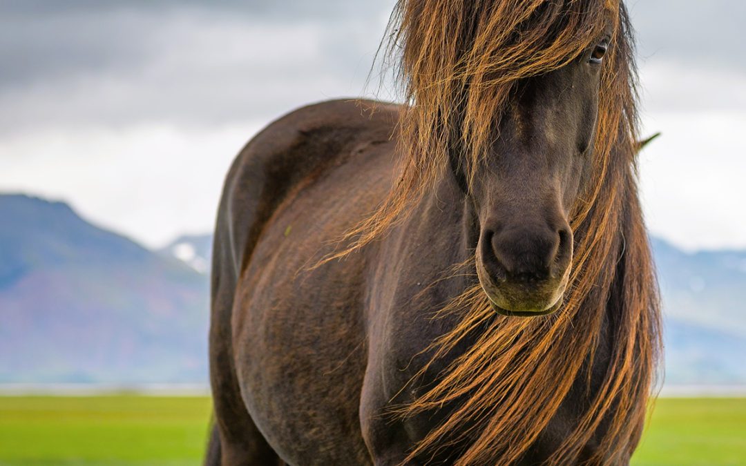 Balade à cheval dans la région du Cercle d'or