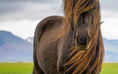 Balade à cheval dans la région du Cercle d'or