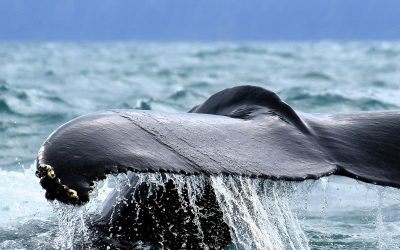 Observation des baleines à Húsavík