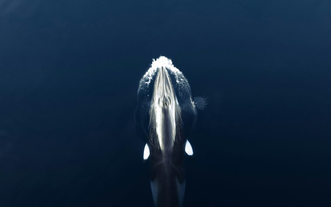 Observation des baleines à Reykjavík