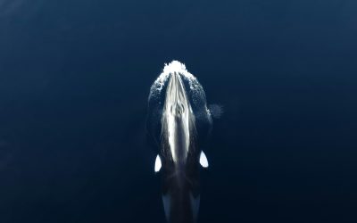 Observation des baleines à Reykjavík