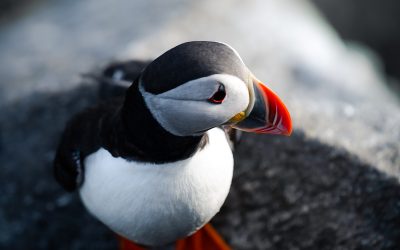 Observation des macareux à Ingólfshöfði 