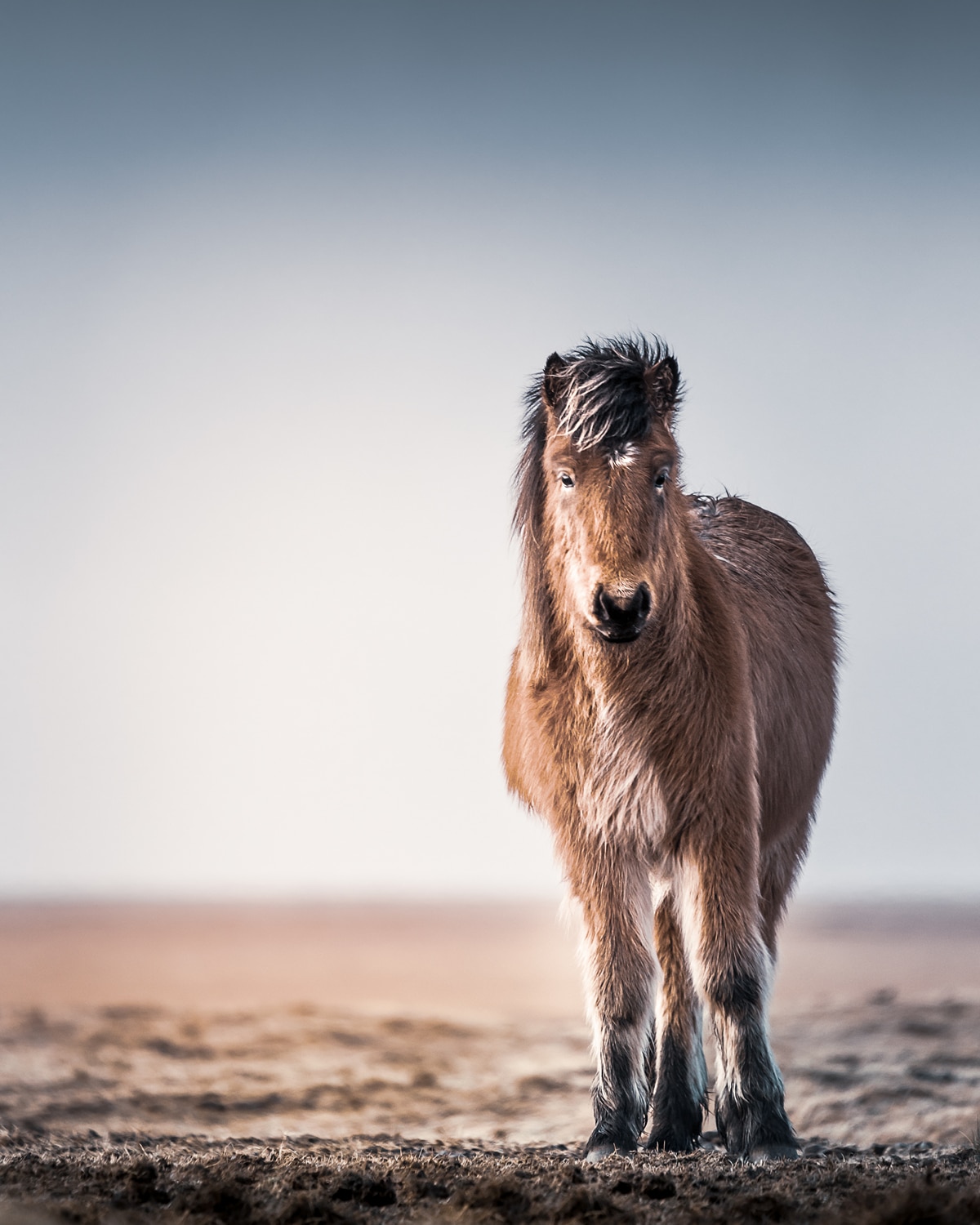CHEVAL & BALEINES