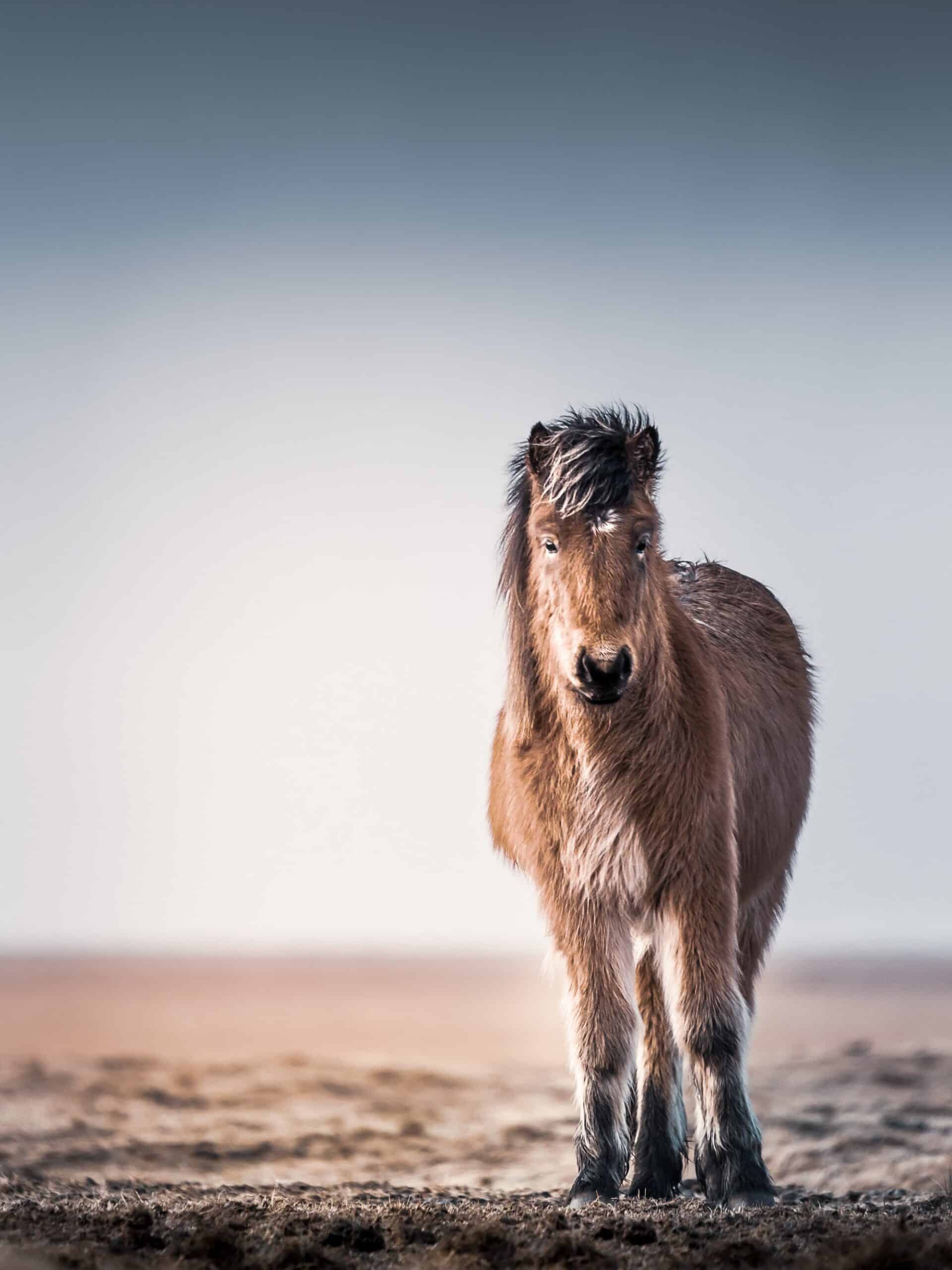 CHEVAL & BALEINES