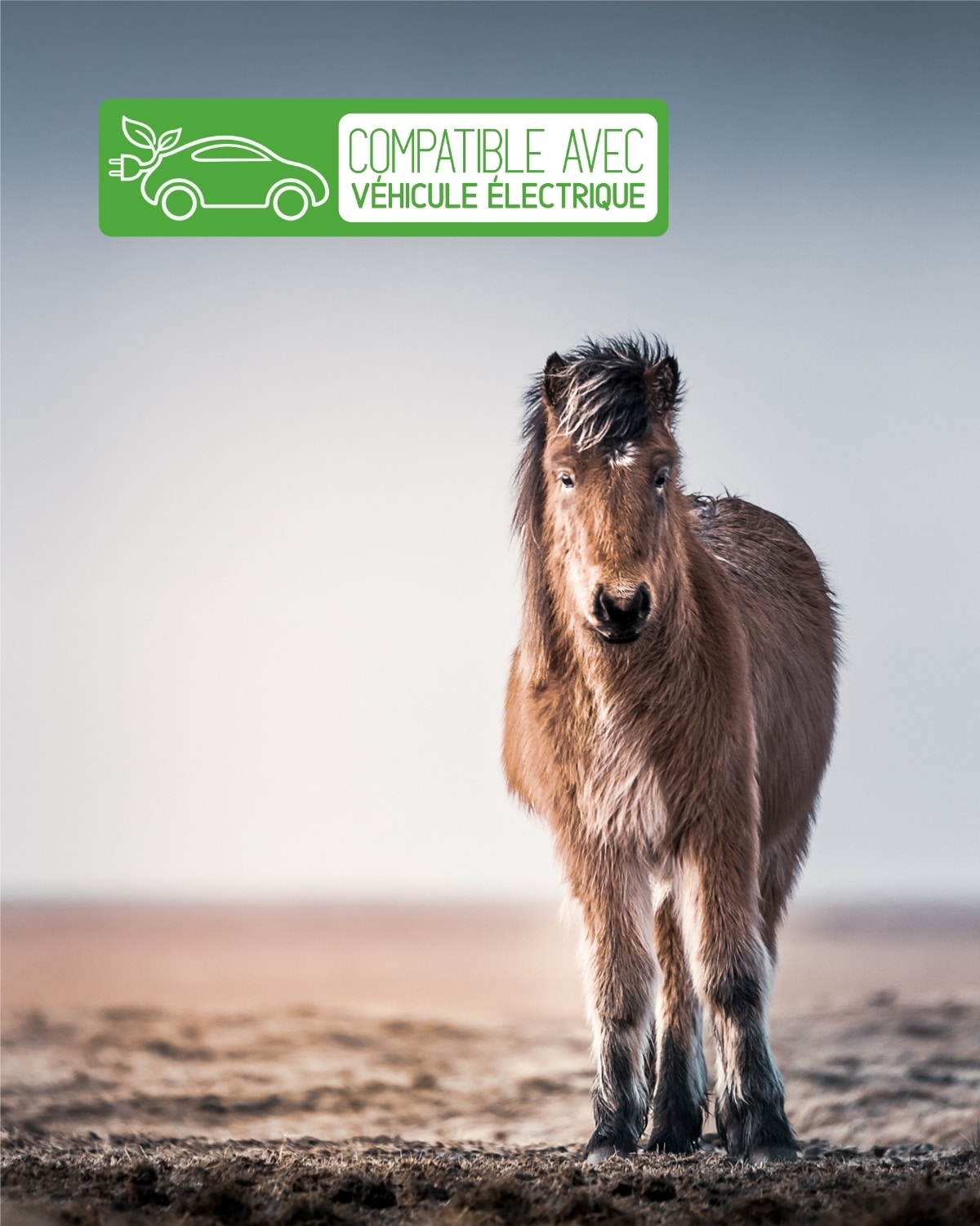 CHEVAL & BALEINES