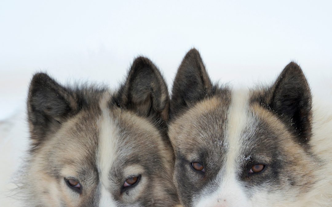 GROENLAND OUEST – ÉVASION HIVERNALE DEPUIS L’ISLANDE