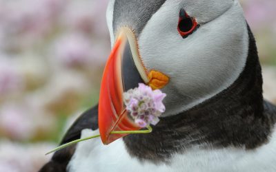 ODYSSÉE EN TERRE ISLANDAISE