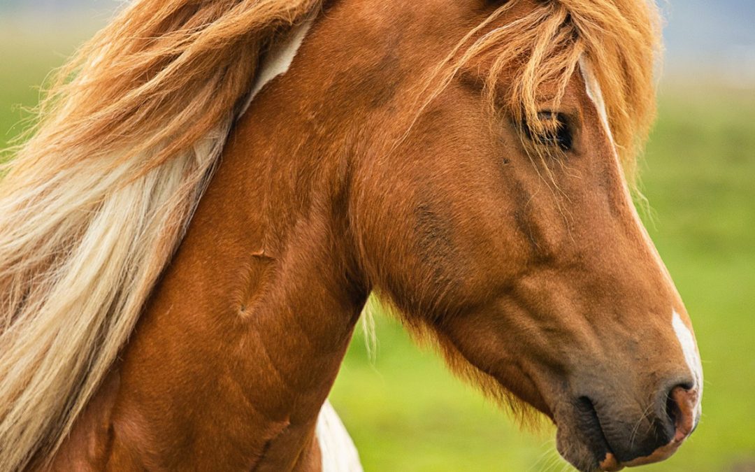 Cheval dans la région du Cercle d’or