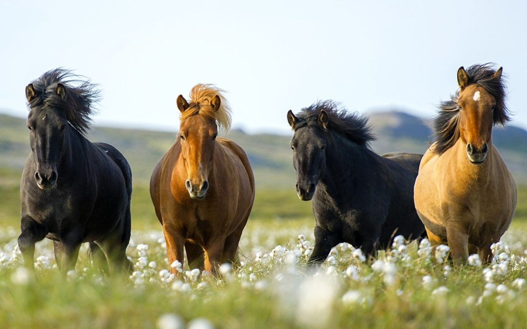 Balade à cheval sur la plage de Hraunlandarif (Snæfellsnes)