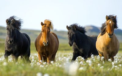 Balade à cheval sur la plage de Hraunlandarif (Snæfellsnes)