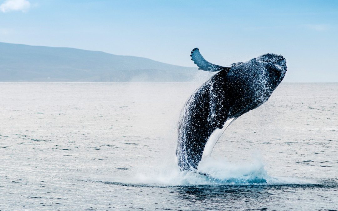 Observation des baleines à Akureyri