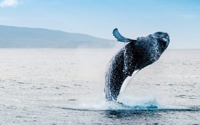 Observation des baleines à Akureyri