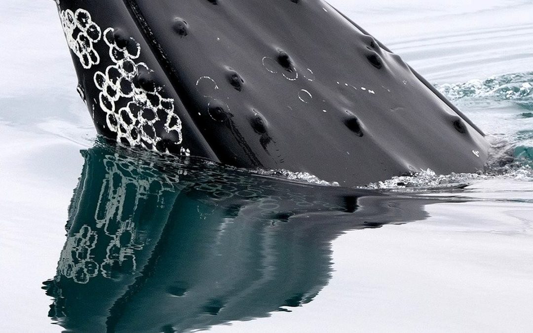 Observation des baleines à Ólafsvík