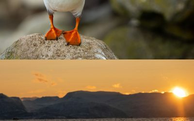 Baleines & Macareux au départ de Húsavík