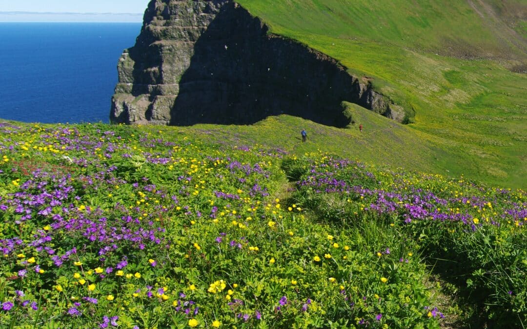 Les falaises verdoyantes de Hornstrandir