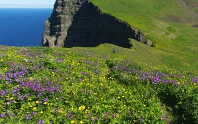 Les falaises verdoyantes de Hornstrandir