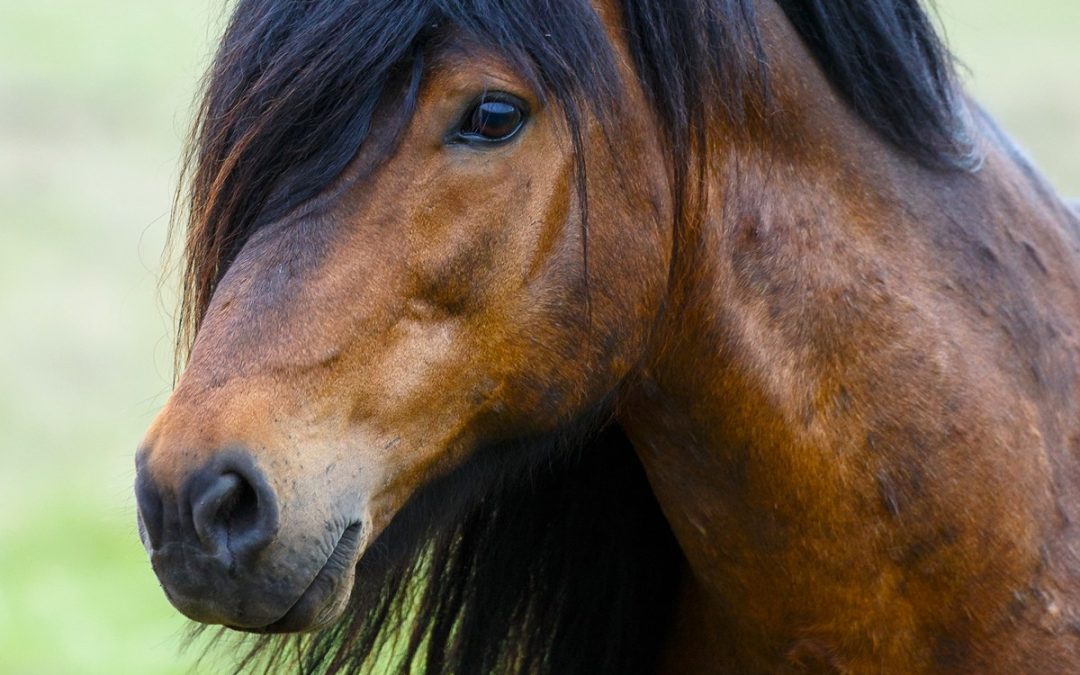 Balade à cheval à Húsavík