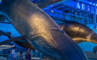 Whales of Iceland