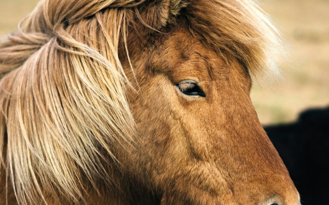 Balade à cheval à Húsavík