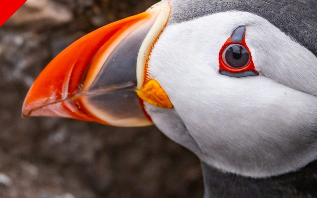 Ailes boréales, expédition ornithologique – du 21 au 31 mai 2026