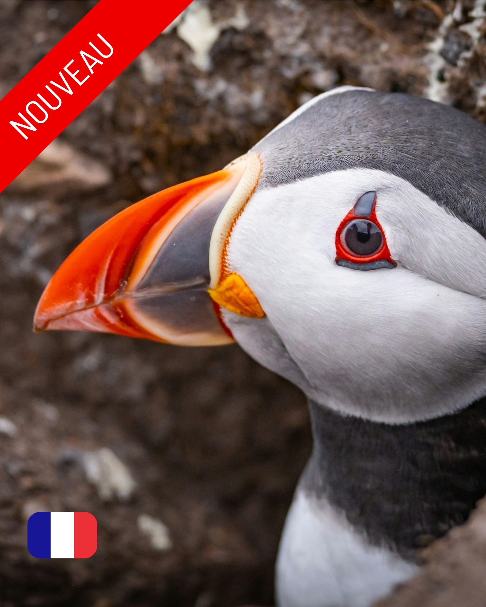 Ailes boréales, expédition ornithologique – du 21 au 31 mai 2026