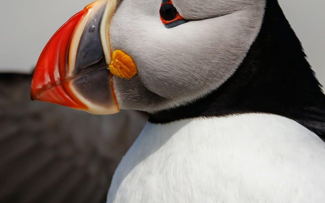 Ailes boréales, expédition ornithologique - du 21 au 31 mai 2026