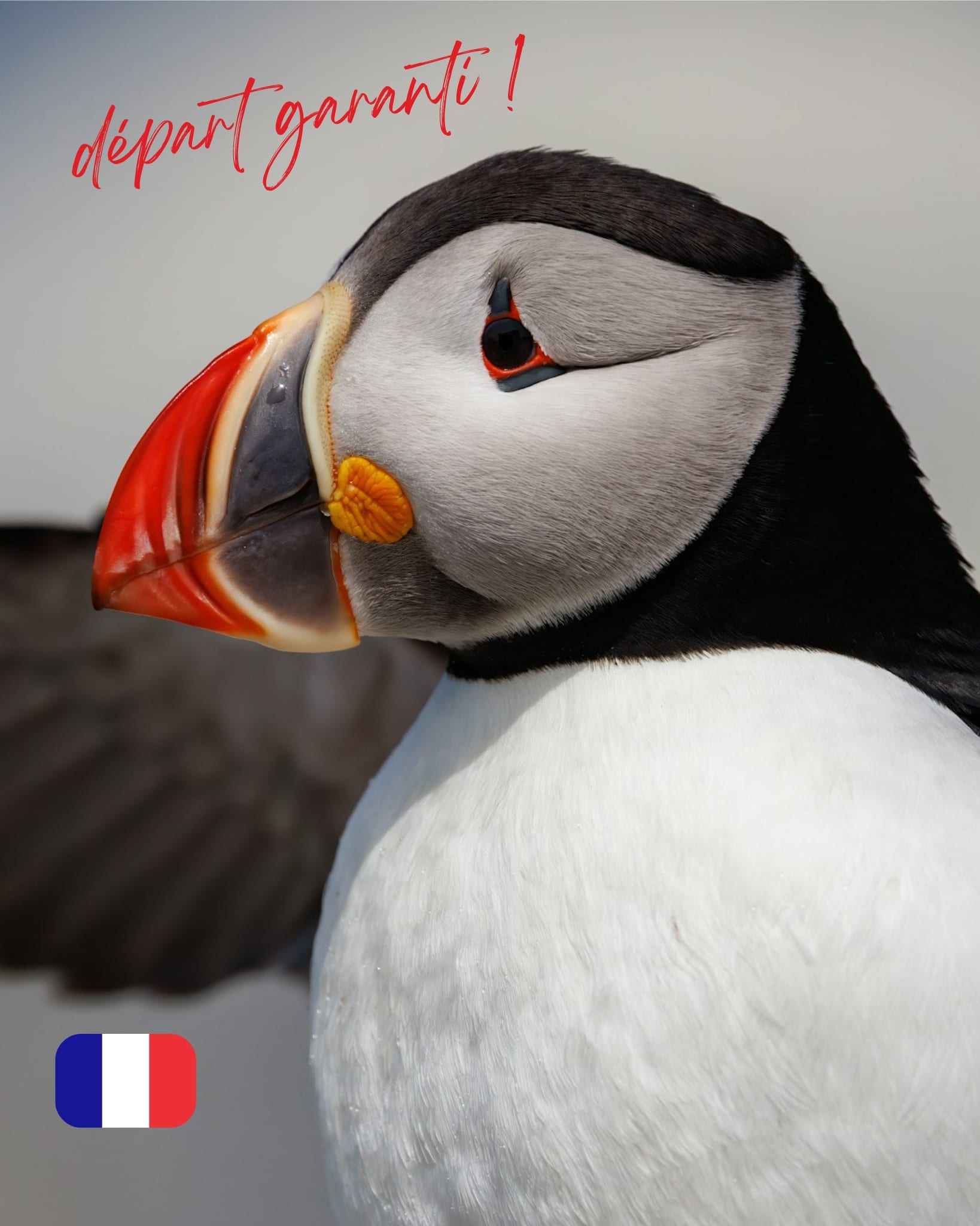 Ailes boréales, expédition ornithologique – du 21 au 31 mai 2026